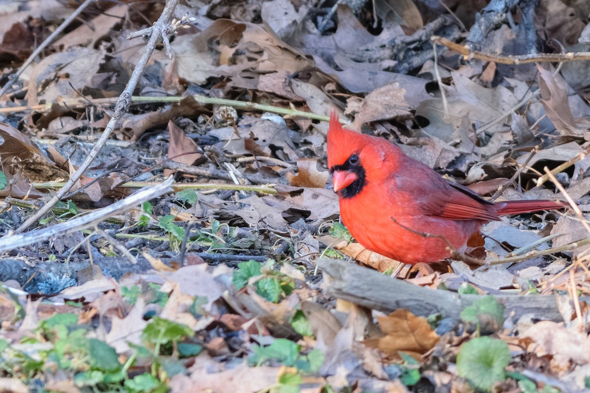 rødkardinal - ML647140042