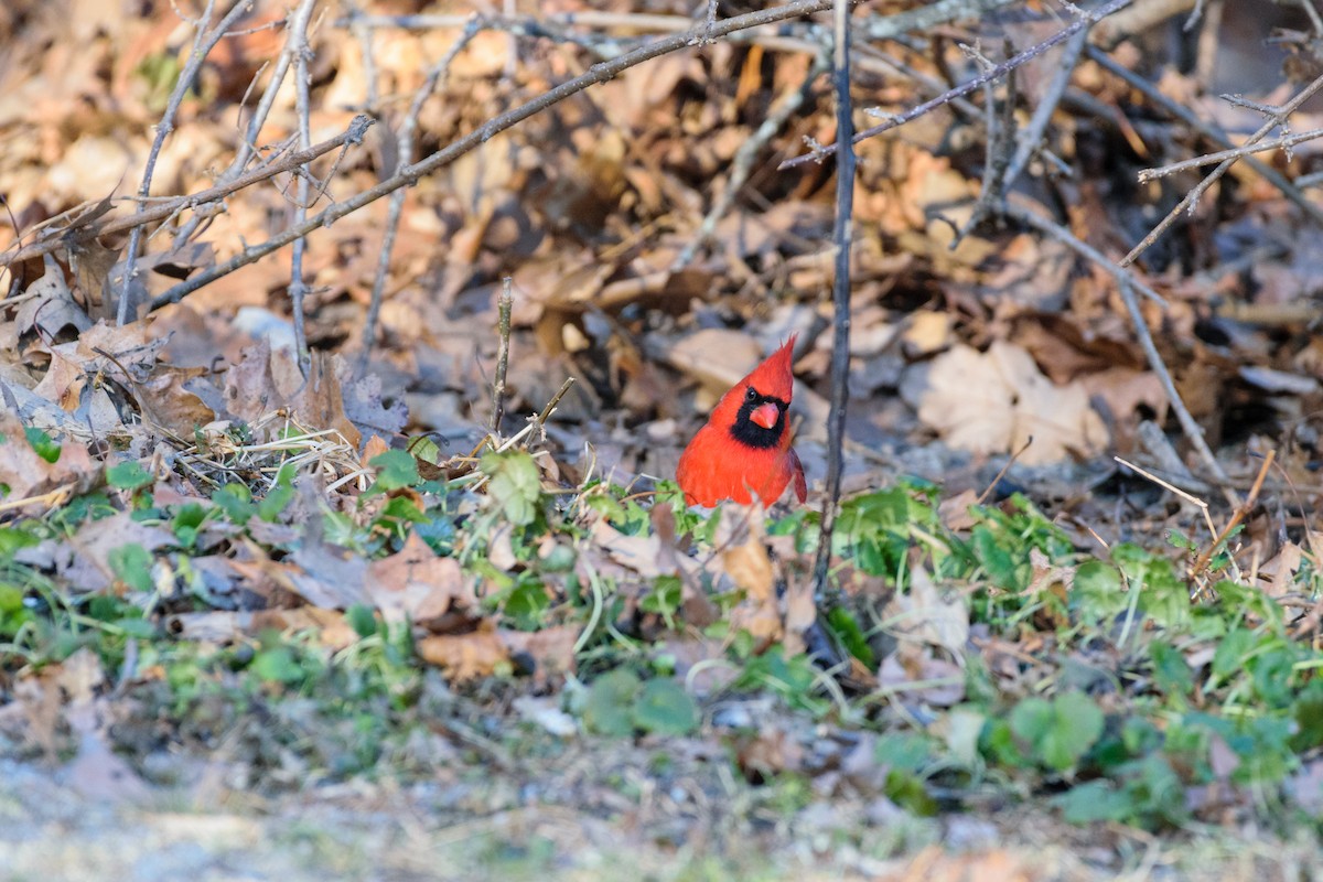 rødkardinal - ML647140043