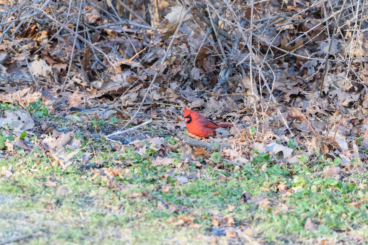 rødkardinal - ML647140044