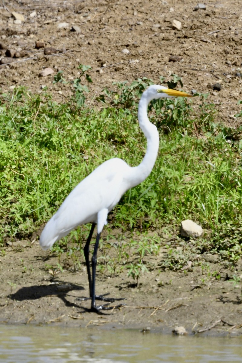 egretthegre - ML647140045