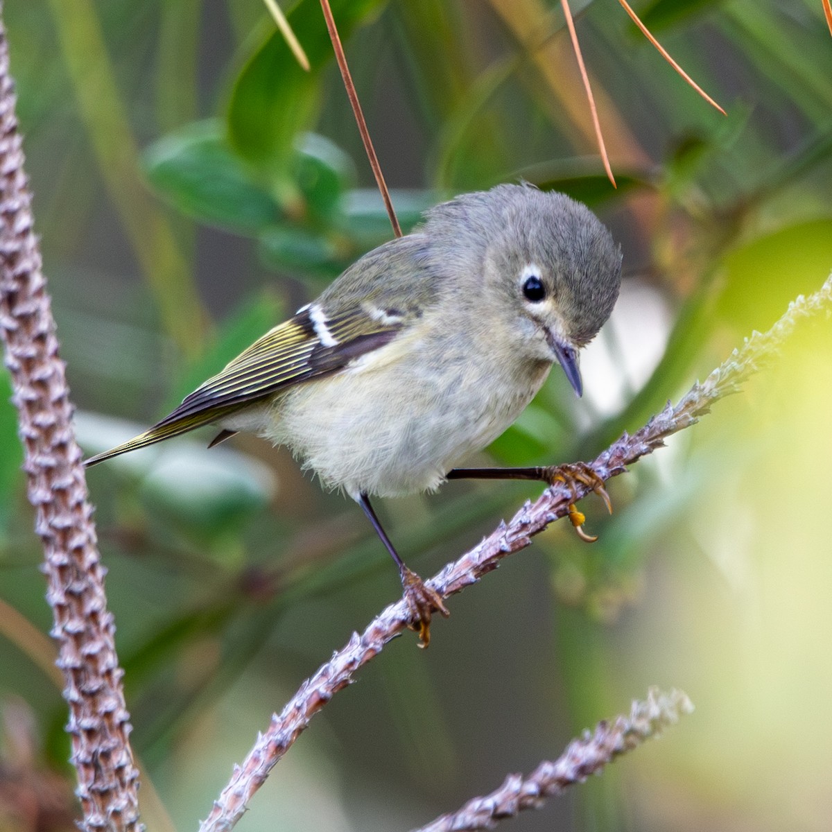 rubinfuglekonge - ML647140046