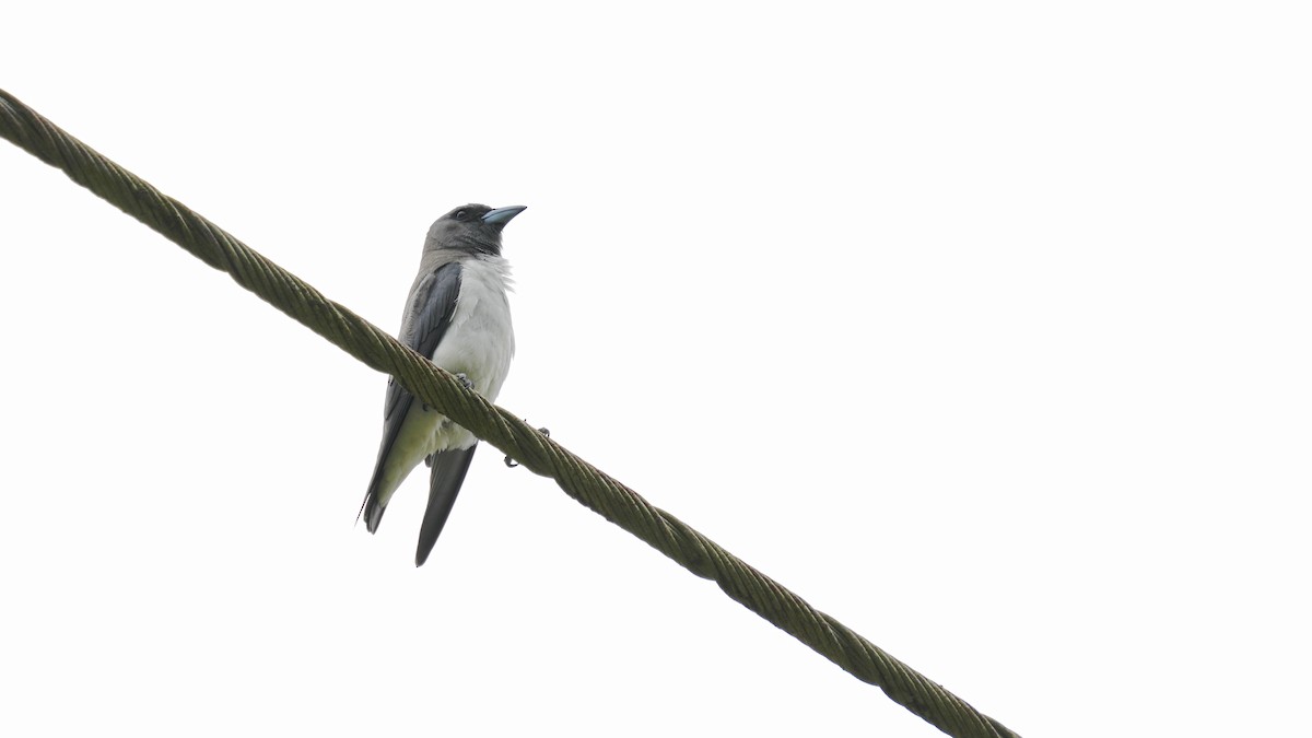 hvitbuksvalestær - ML647140047