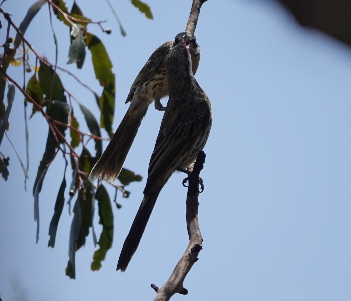 rosennebbhonningeter - ML647140048