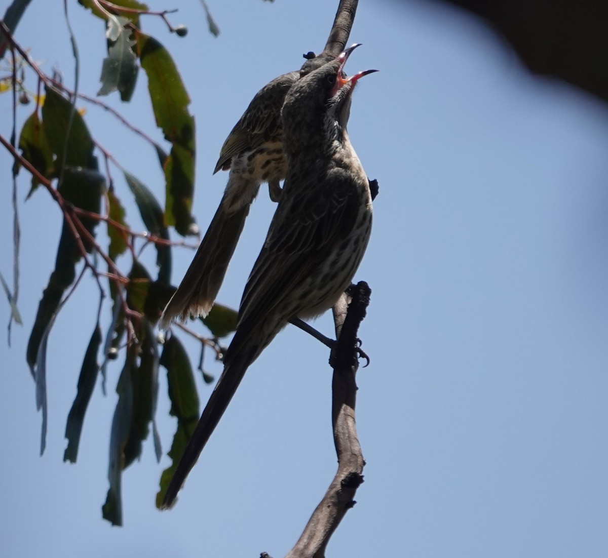 rosennebbhonningeter - ML647140049