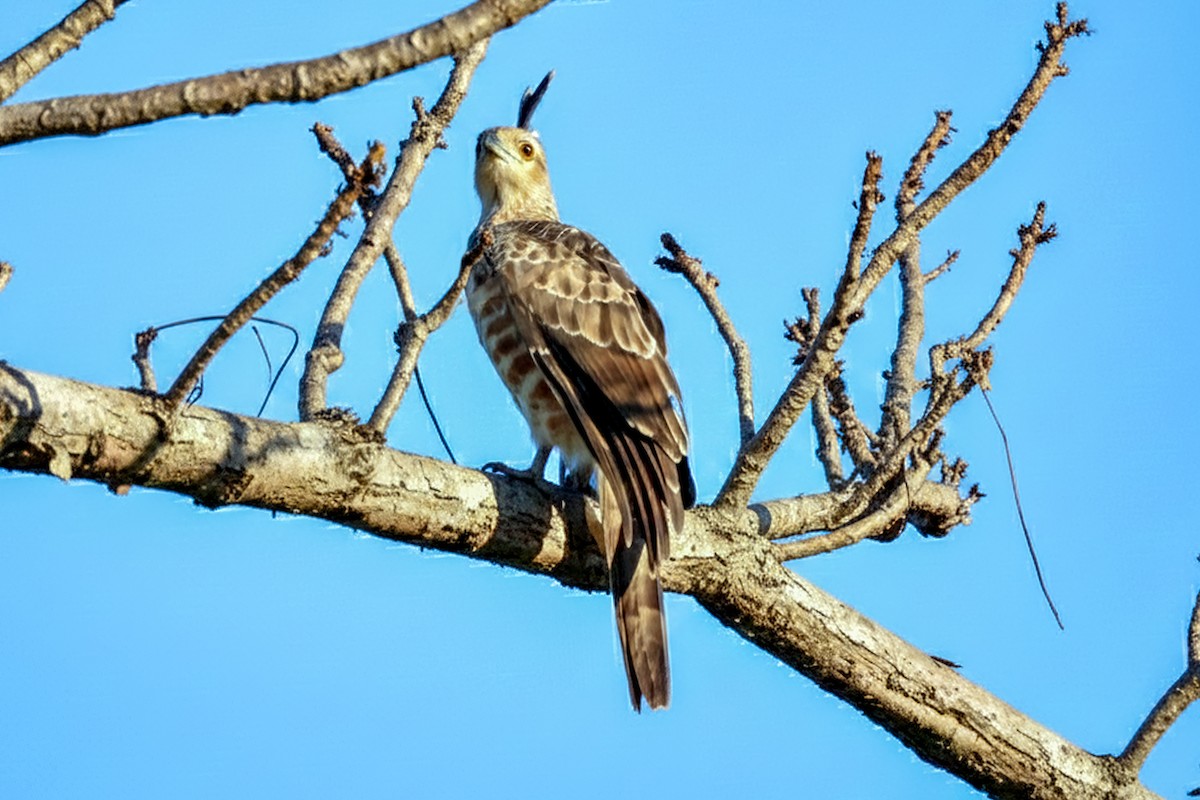 brunbaza - ML647140050