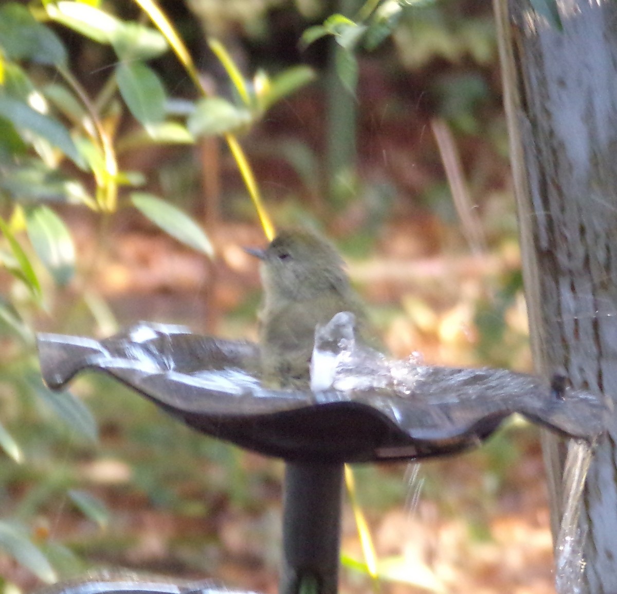 oransjekroneparula - ML647140052