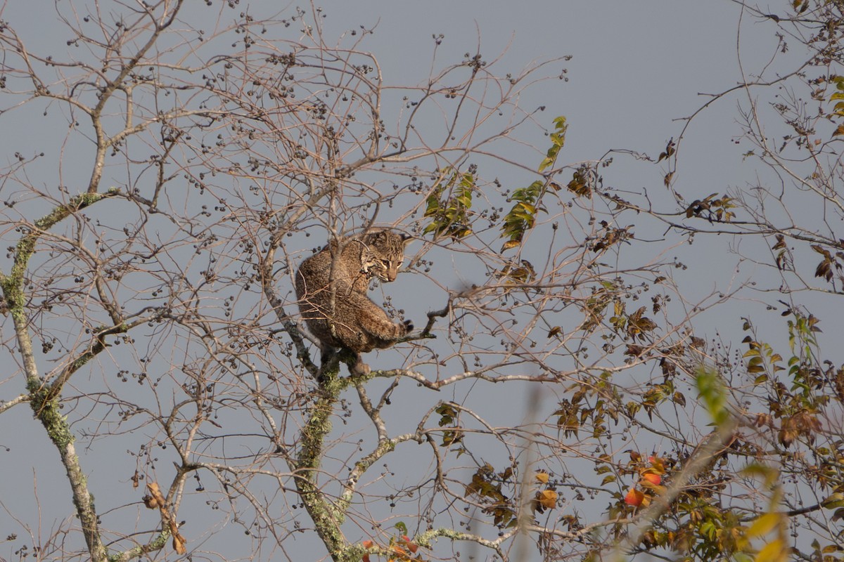 美國山貓 - ML647140053