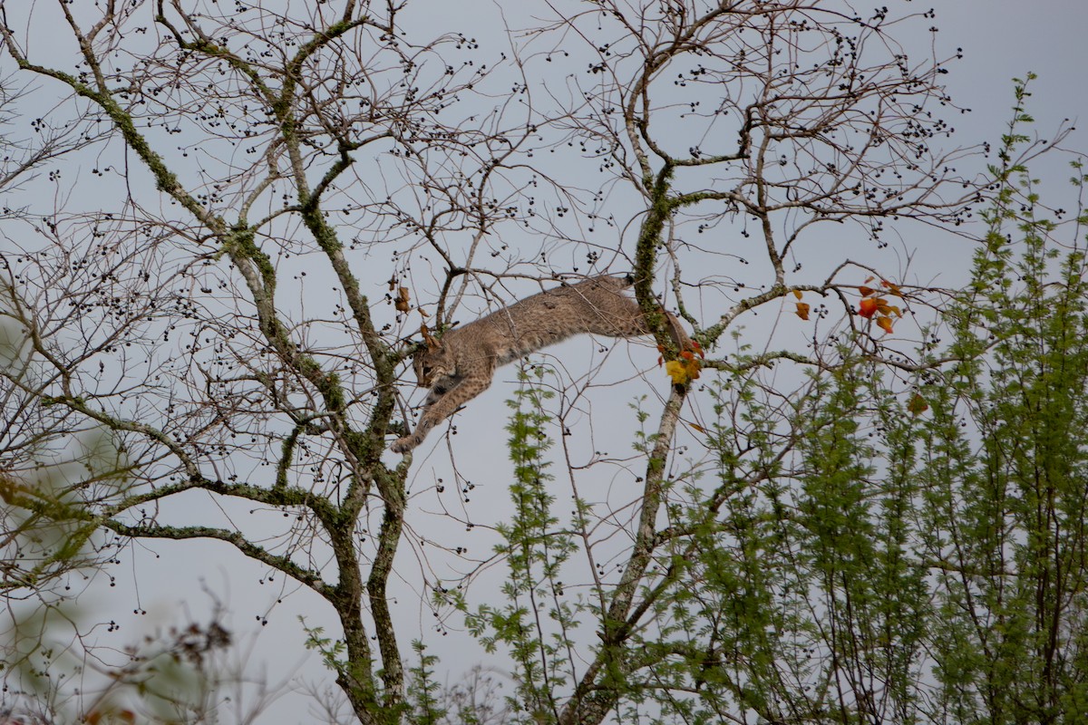 美國山貓 - ML647140054