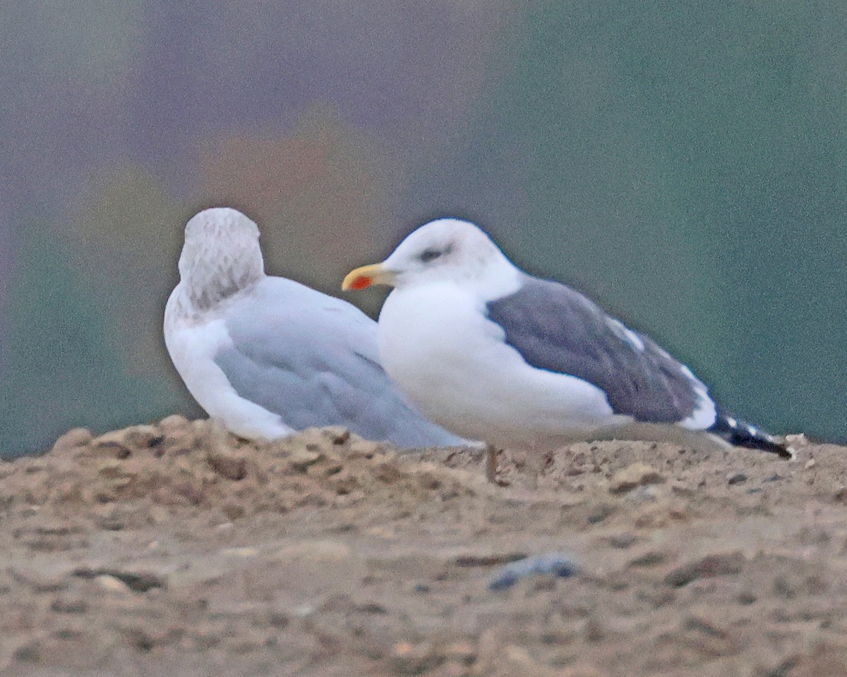 racek žlutonohý - ML647140055