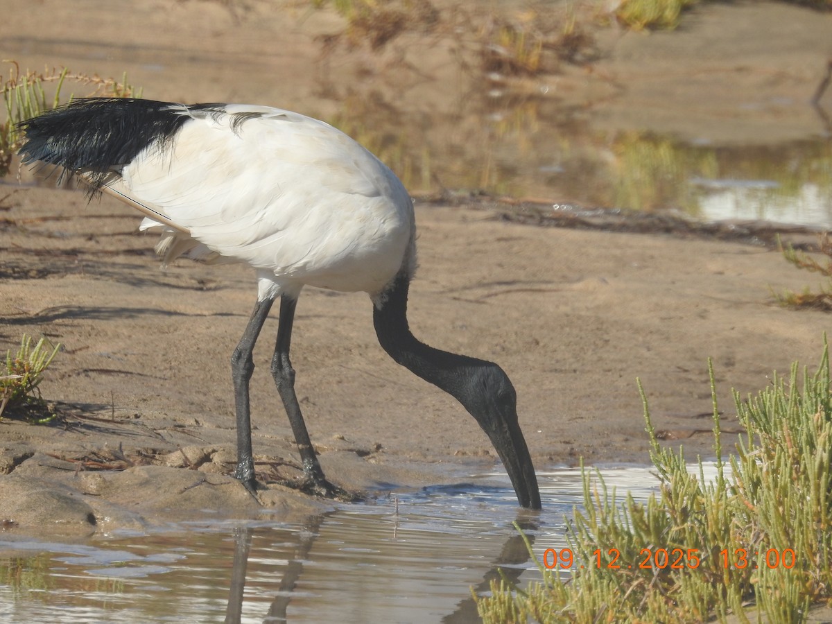 helligibis - ML647140056