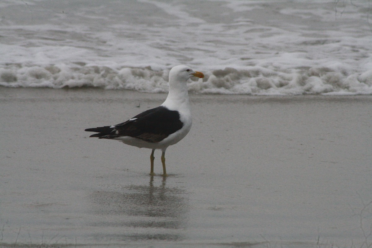 taremåke - ML647140057