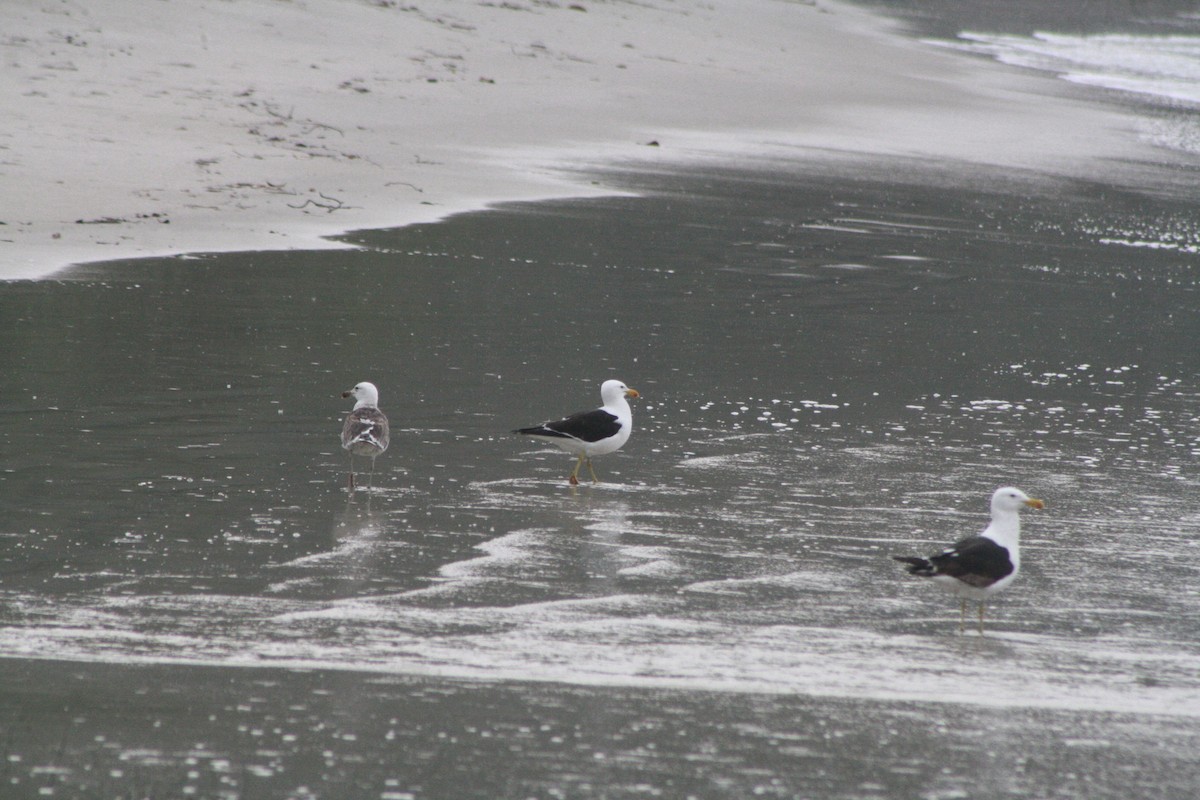 taremåke - ML647140061