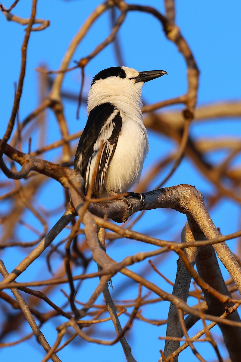 kroknebbvanga - ML647140062