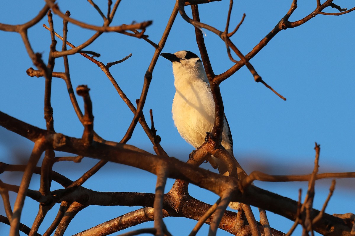 kroknebbvanga - ML647140063