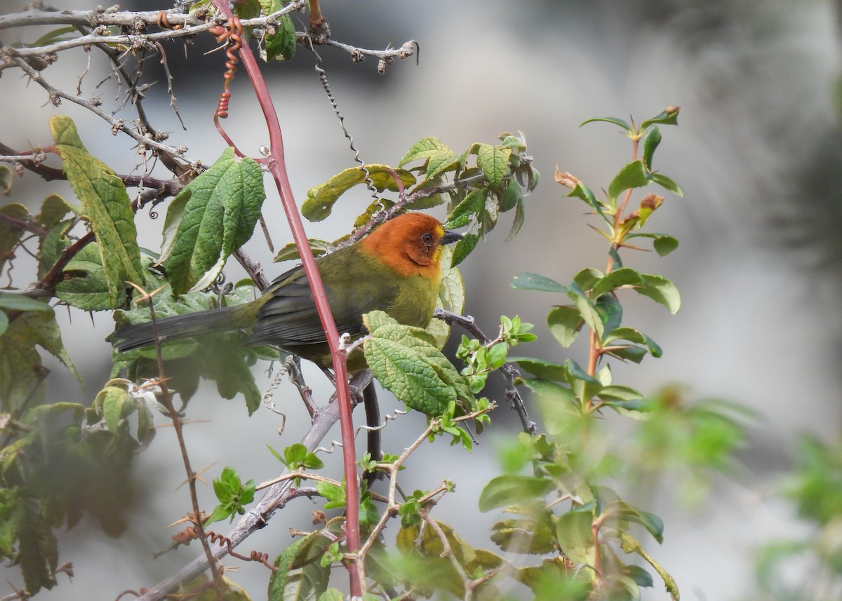 brunhodekjerrspurv - ML647140064