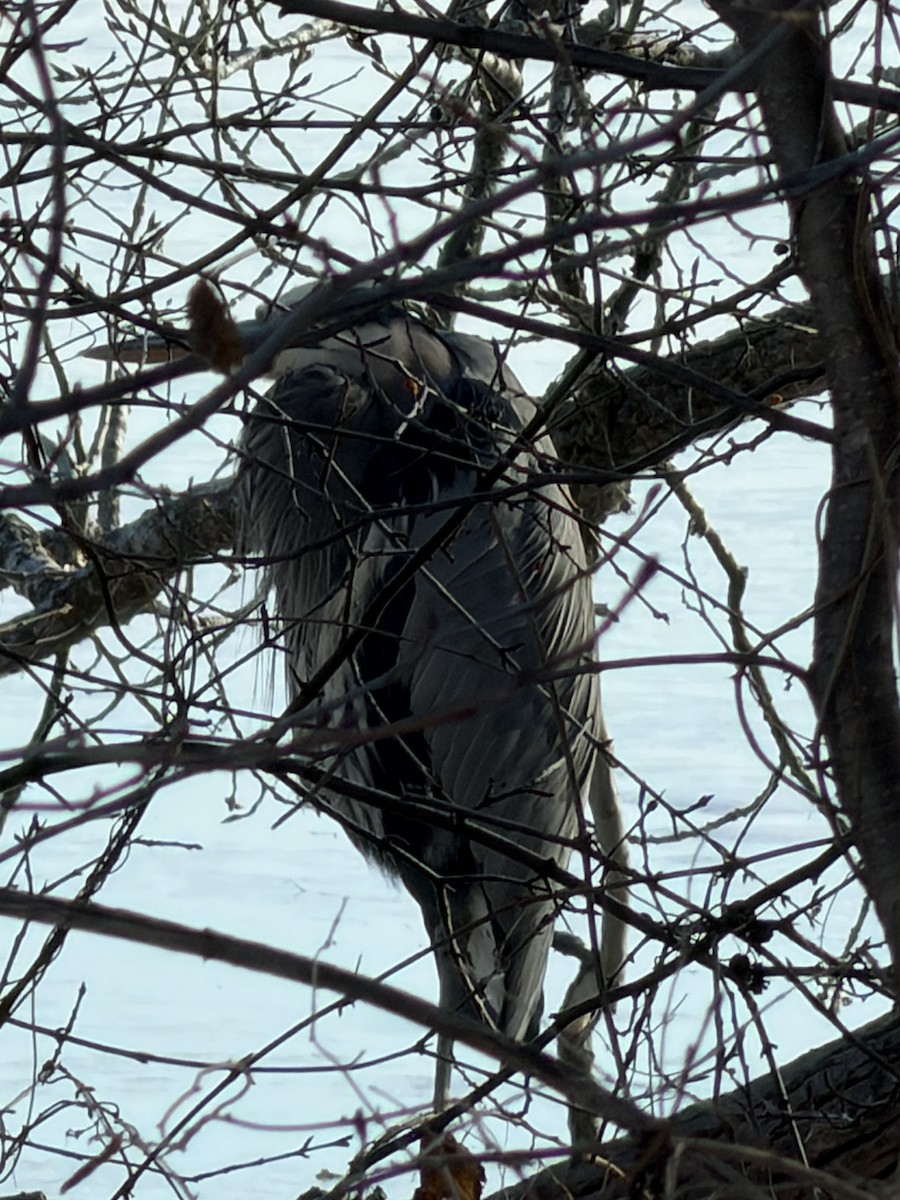 herodiashegre - ML647140066