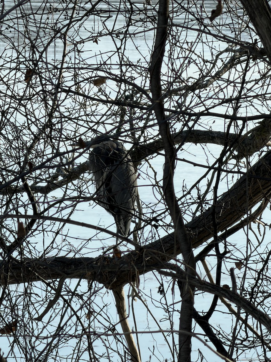 herodiashegre - ML647140067