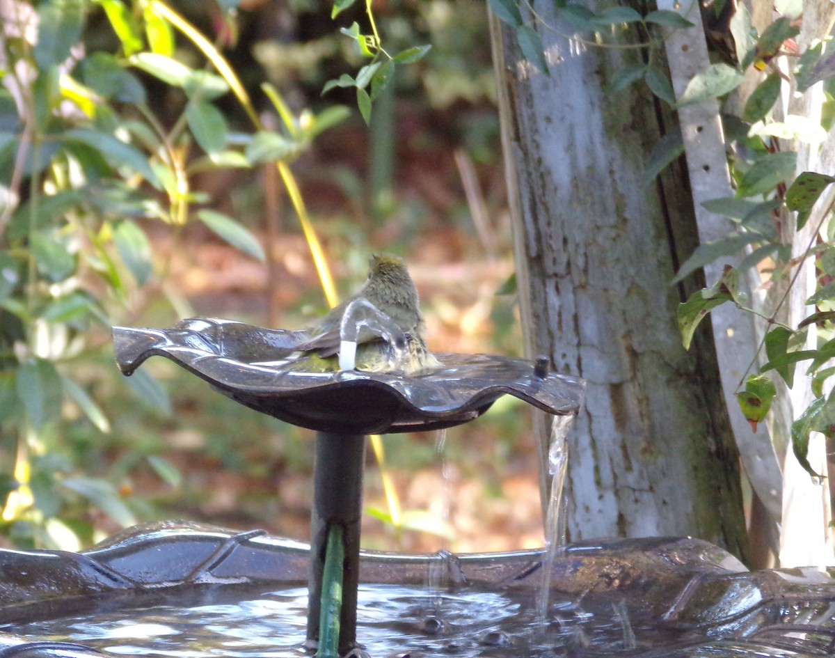 oransjekroneparula - ML647140068