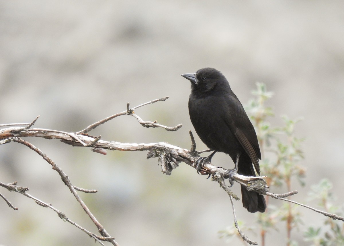 boliviatrupial - ML647140069