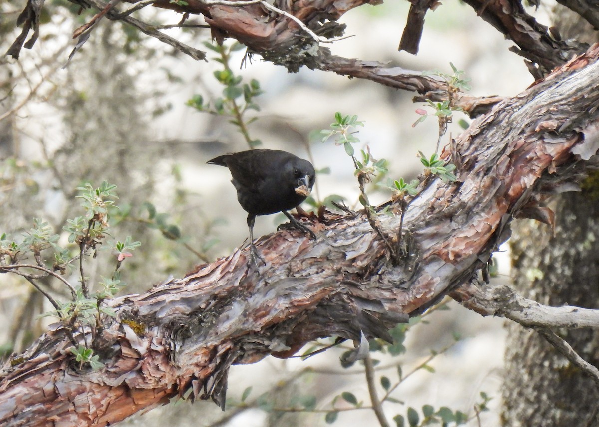 boliviatrupial - ML647140070