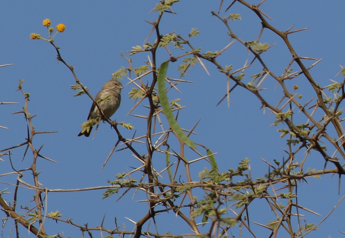 jemenirisk - ML647140072