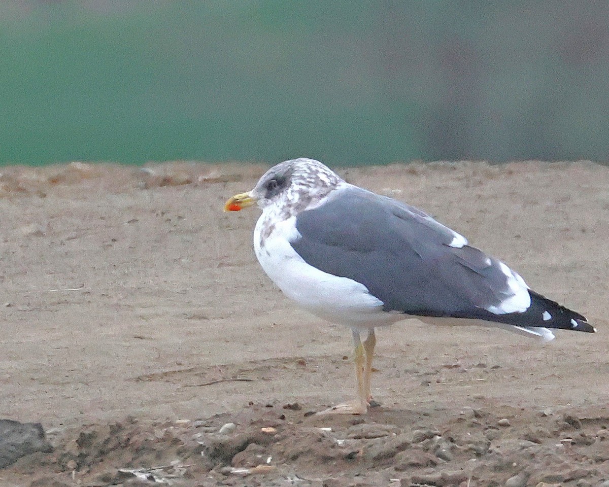 racek žlutonohý - ML647140077