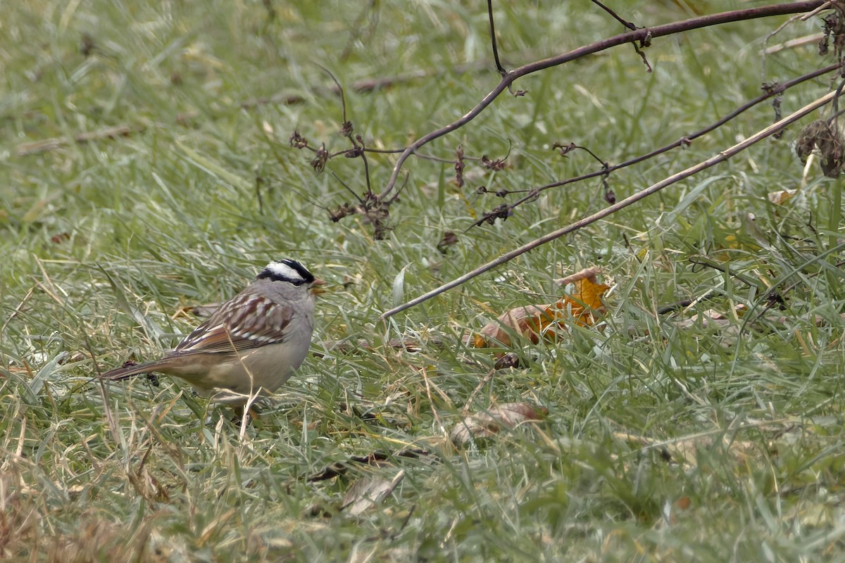 White-crowned Sparrow - ML647140083