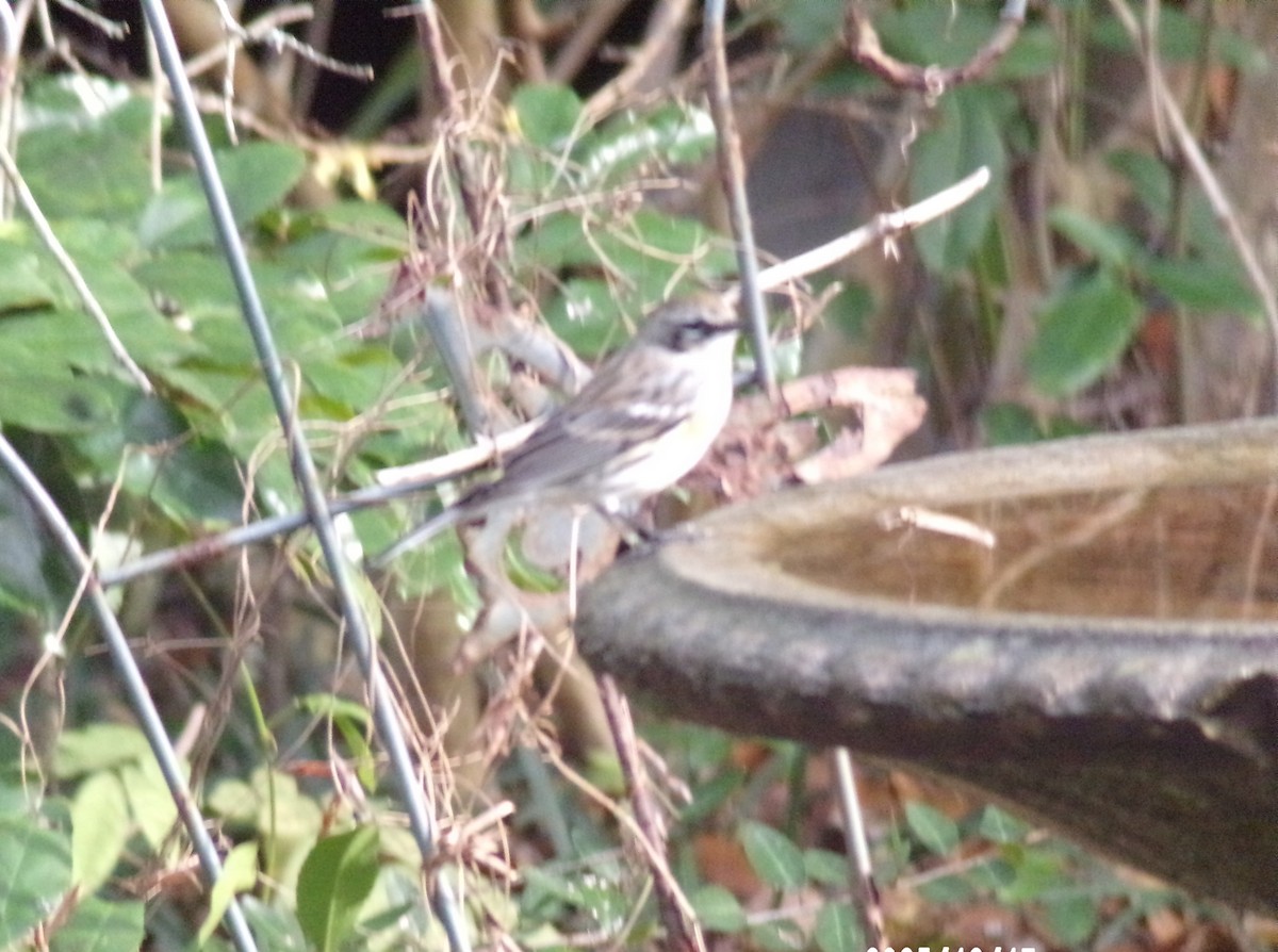 Yellow-rumped Warbler - ML647140091