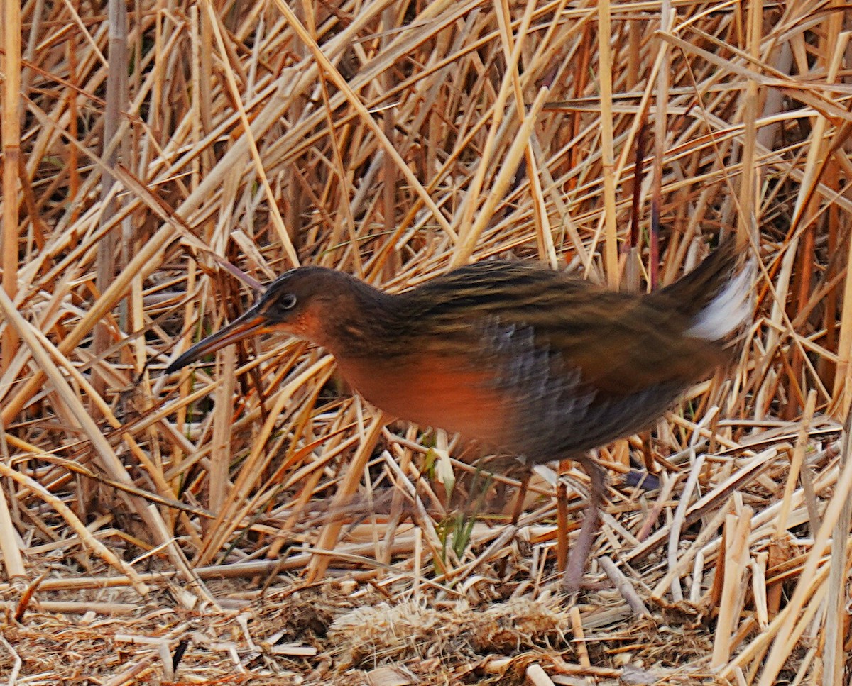 King Rail - ML647140105