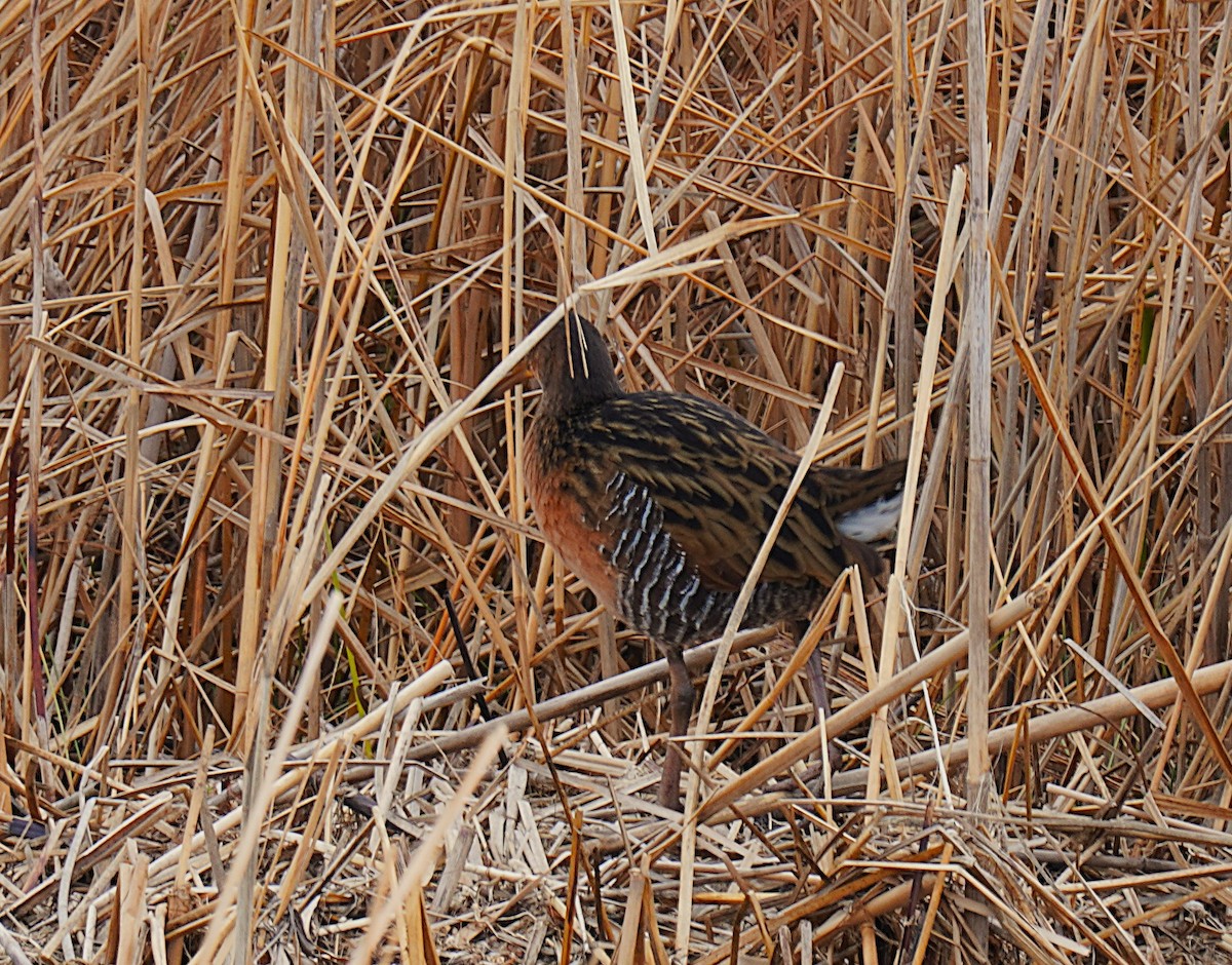 King Rail - ML647140106