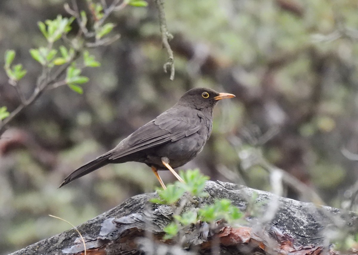 Дрозд-чигуанко - ML647140107