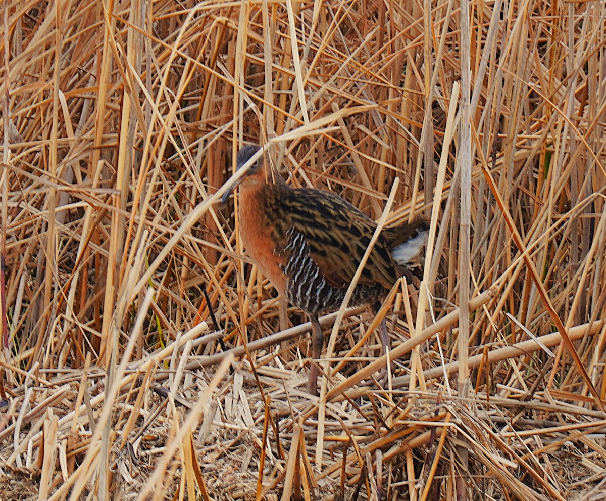 King Rail - ML647140108