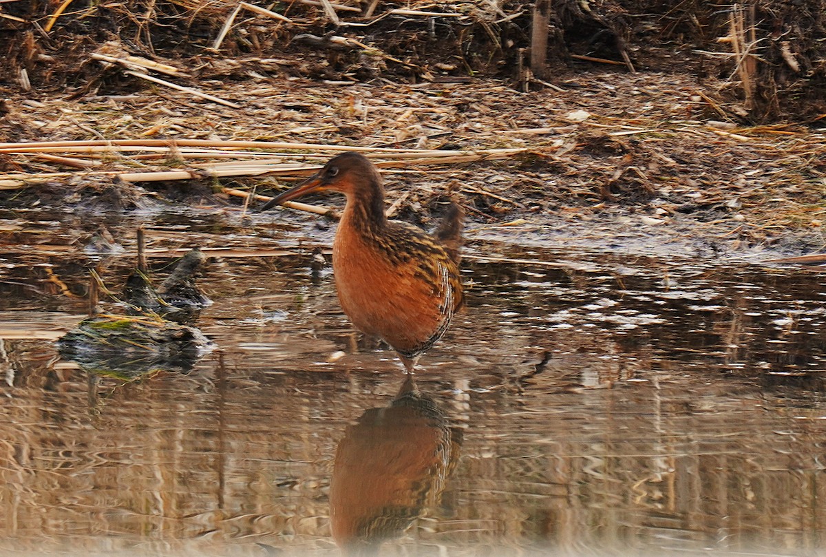 King Rail - ML647140109