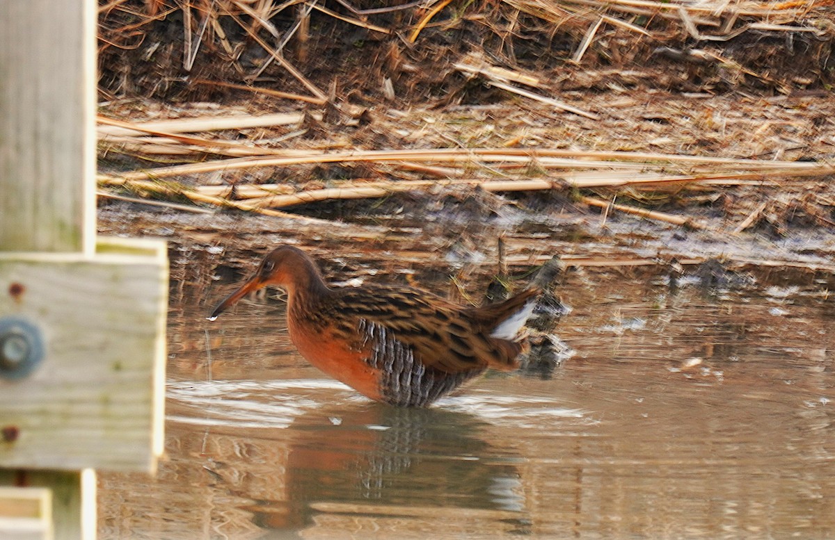 King Rail - ML647140110