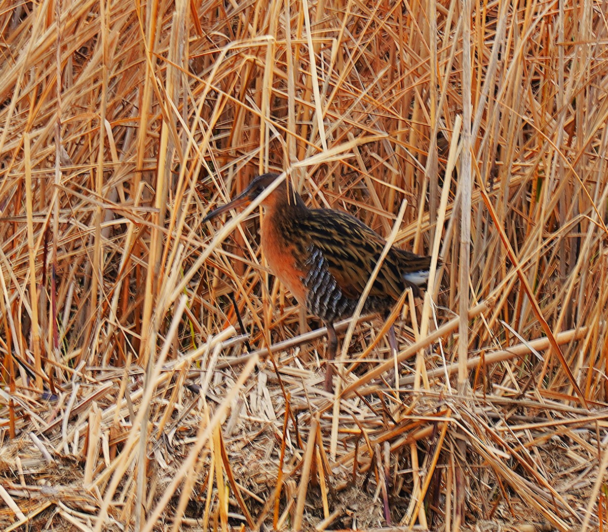 Пастушок королівський - ML647140112