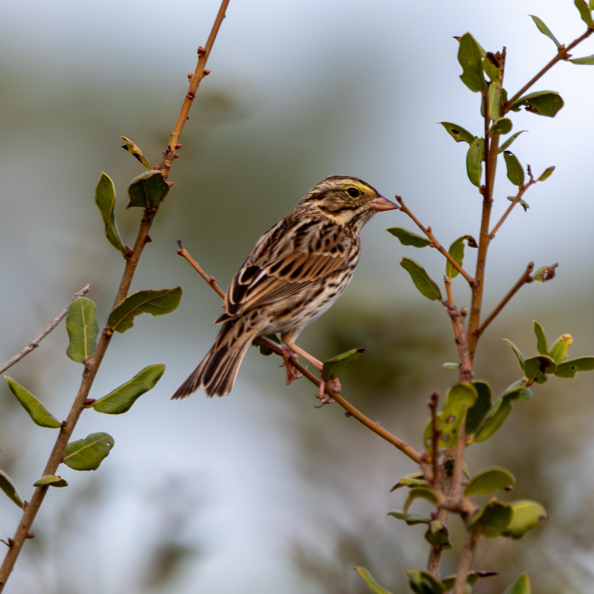 Savannah Sparrow - ML647140114