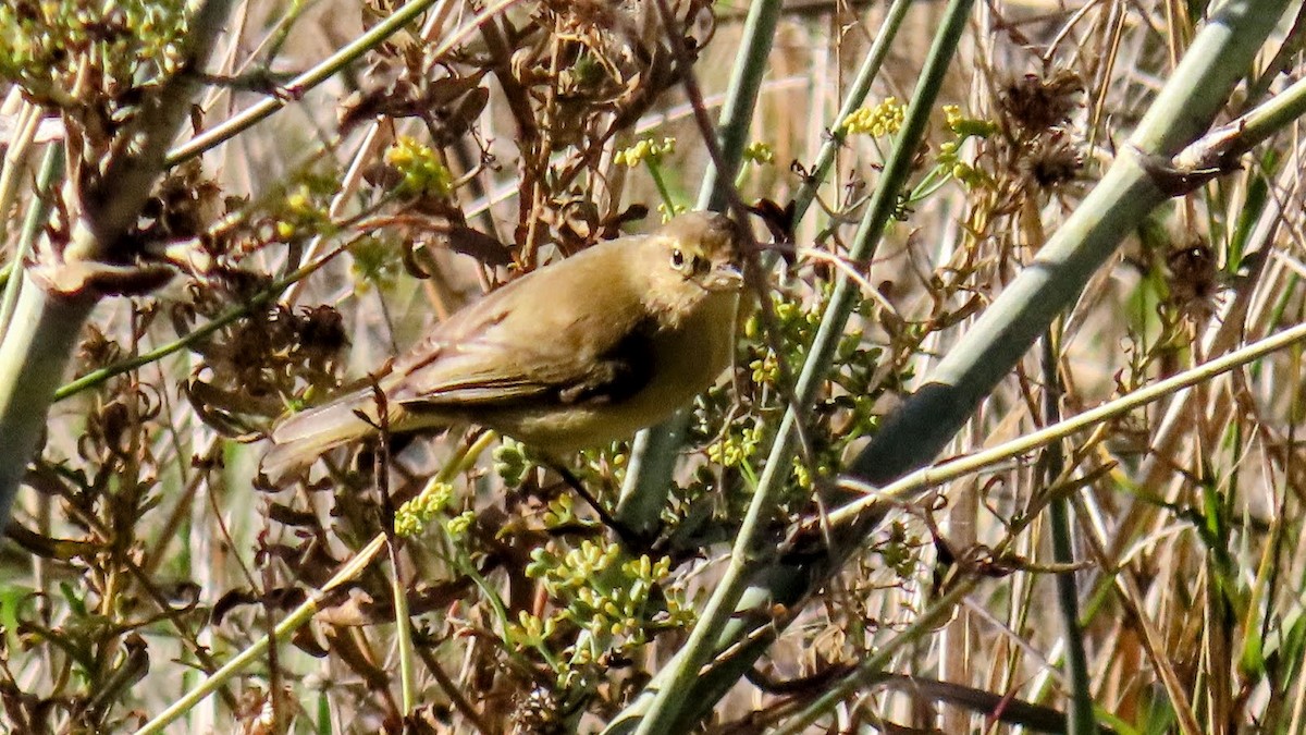 嘰喳柳鶯 - ML647140116