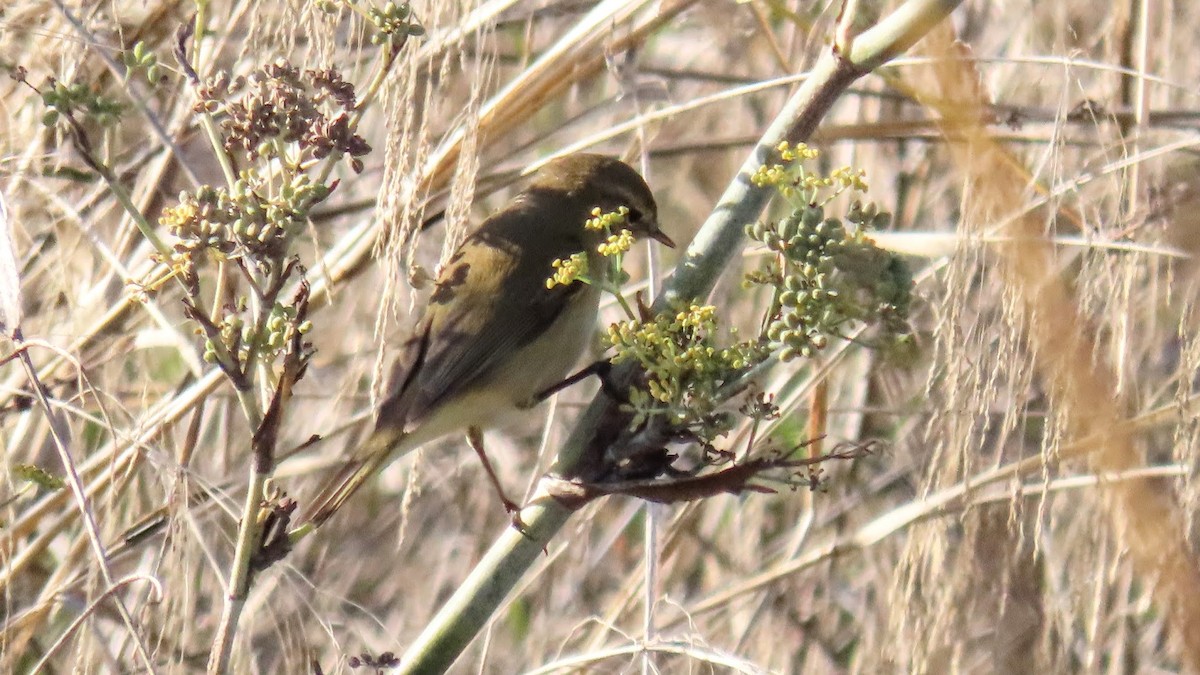 嘰喳柳鶯 - ML647140117