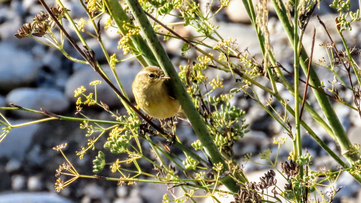 嘰喳柳鶯 - ML647140120