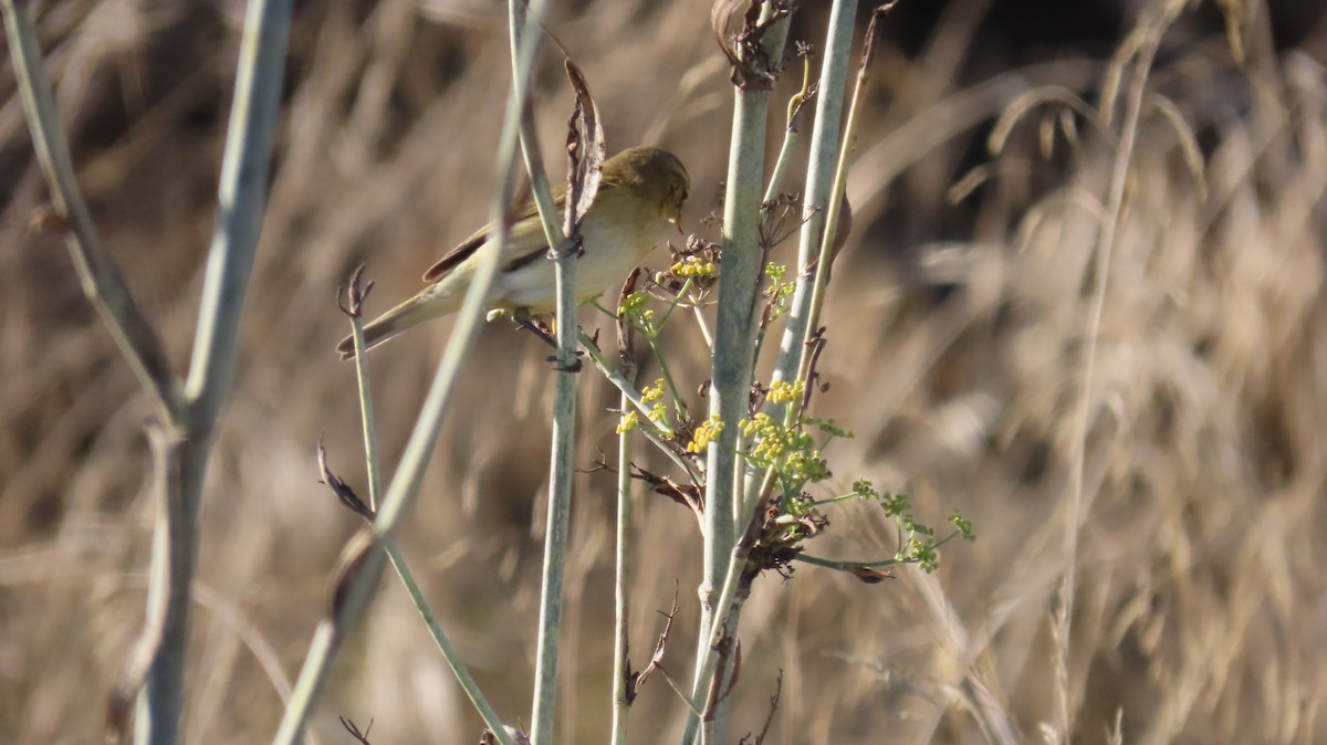 嘰喳柳鶯 - ML647140122