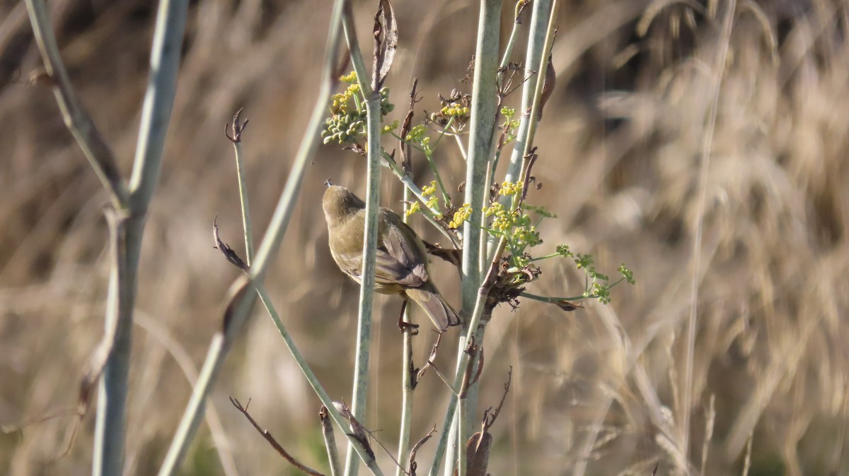 嘰喳柳鶯 - ML647140123