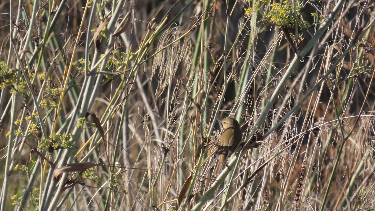 嘰喳柳鶯 - ML647140124