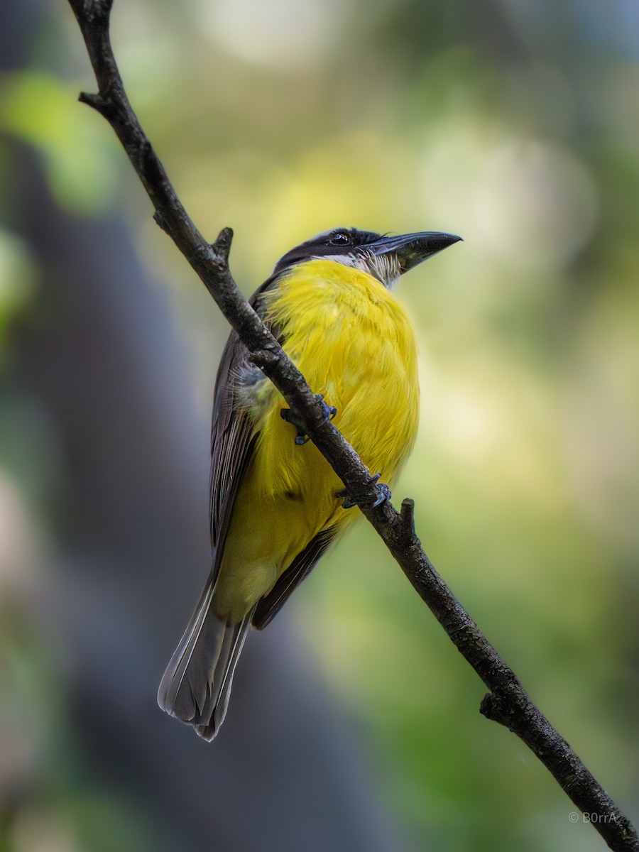 Пітанга-великодзьоб - ML647140125