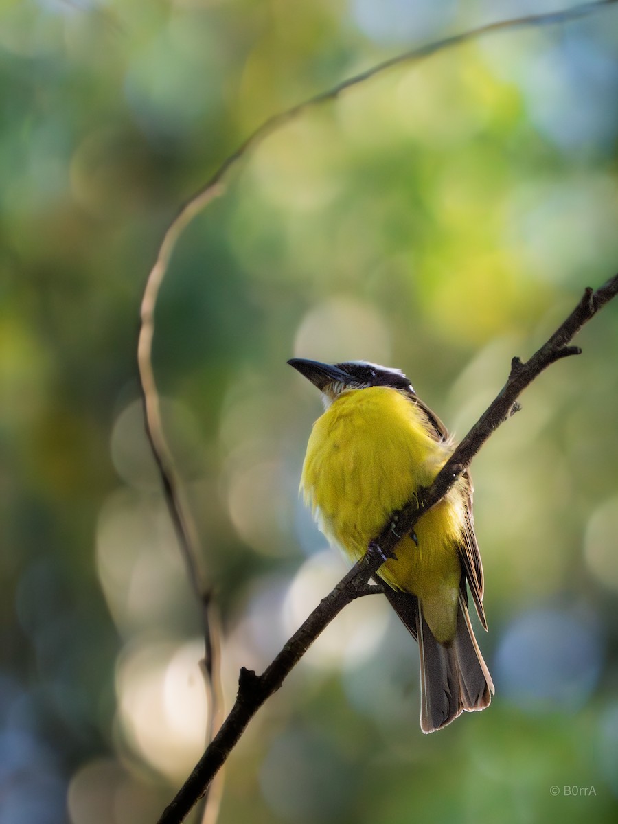 Пітанга-великодзьоб - ML647140126