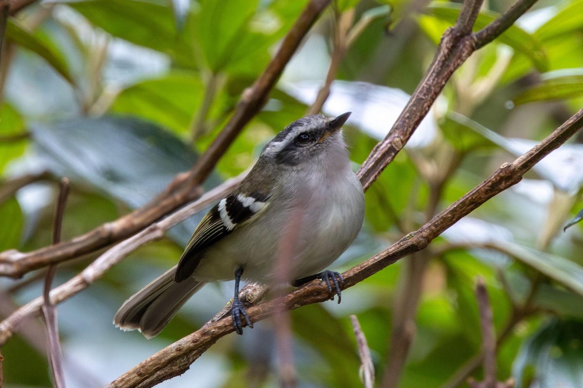 Тиранчик-довгохвіст колумбійський - ML647140130