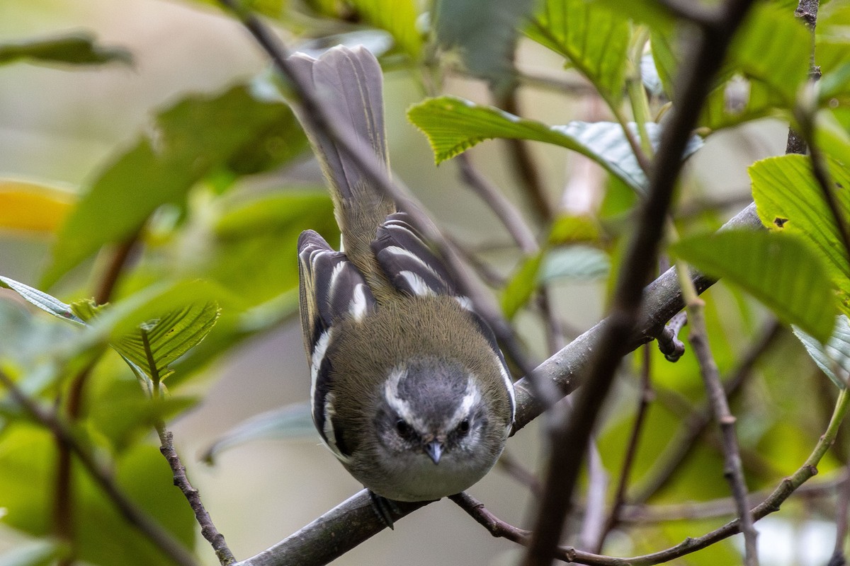 Тиранчик-довгохвіст колумбійський - ML647140132