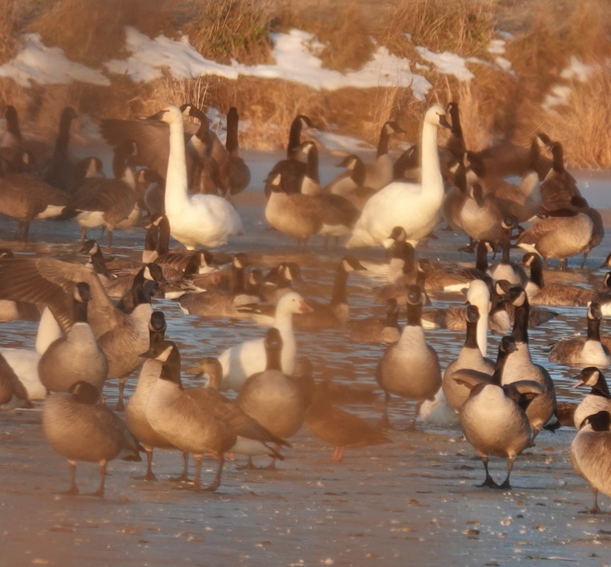 Лебідь чорнодзьобий - ML647140133