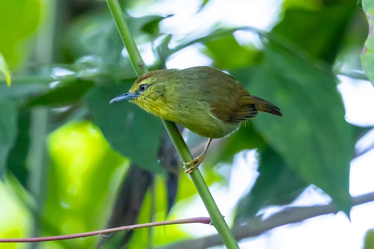 Синчівка жовточерева - ML647140134