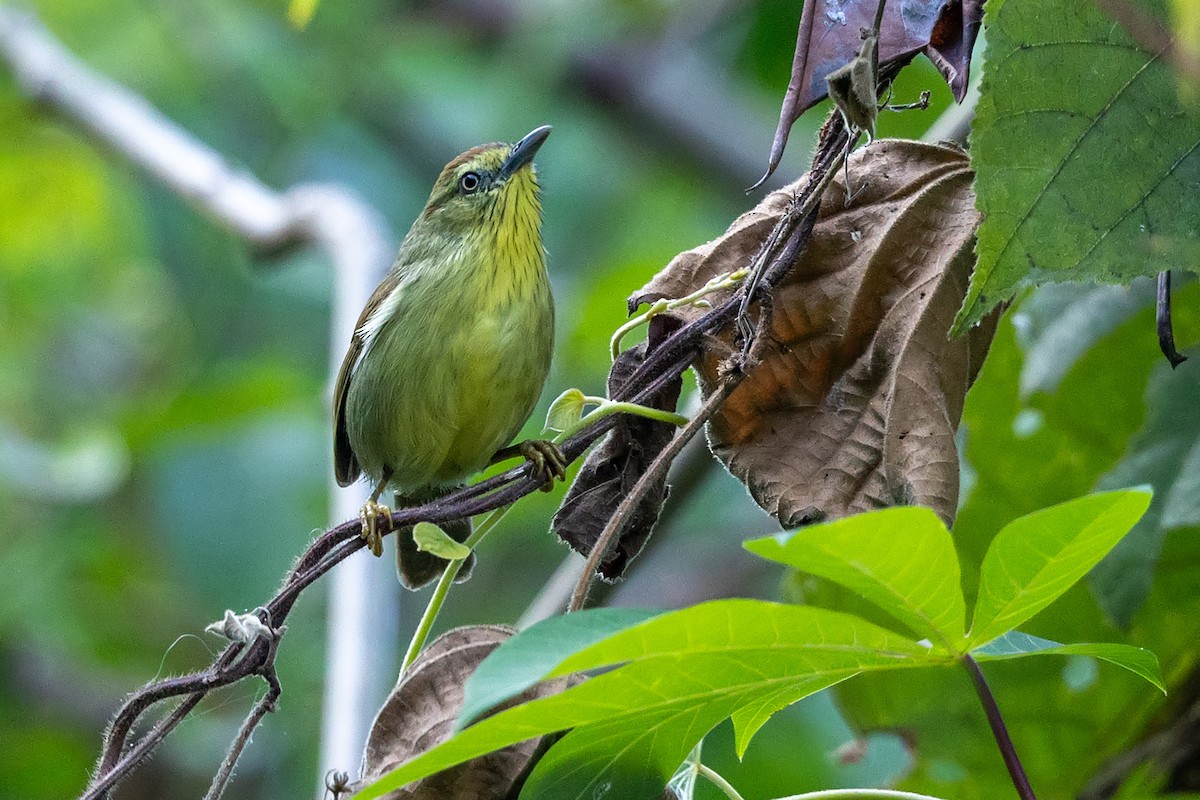 Синчівка жовточерева - ML647140135