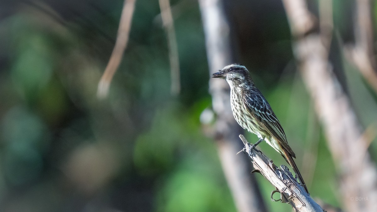 Туквіто строкатий - ML647140140